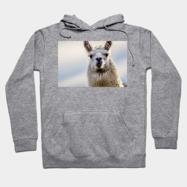 Cute Alpaca Portrait Wall Art Photograph Hoodie by Czajnikolandia